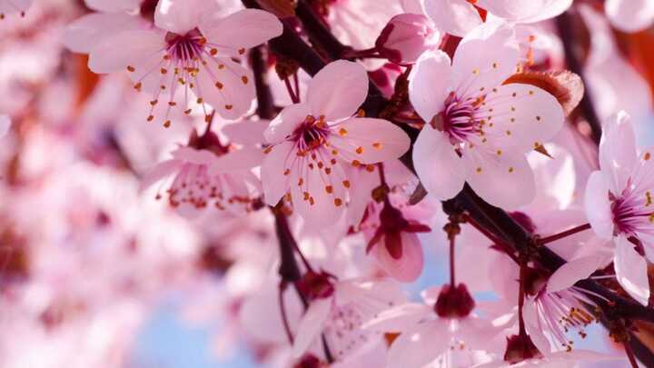 Widows Rise Support Group | Plano Campus | Carolyn Cochran